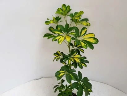 שפלרה שיחית 'מגוונת' 3