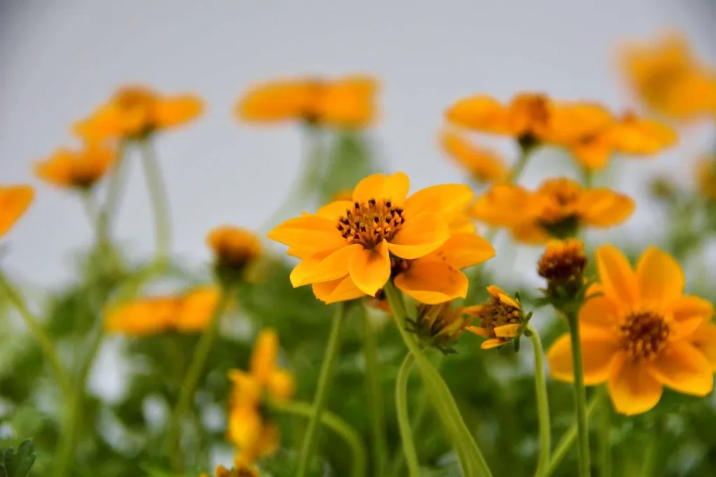 דו שן גזור עלים (בידנס) שלל צבעים