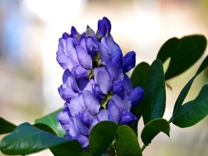 עצי פרי ונוי אקזוטיים