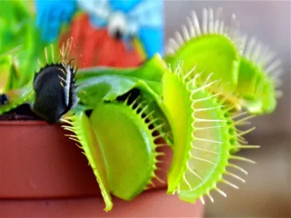 צמחים טורפים