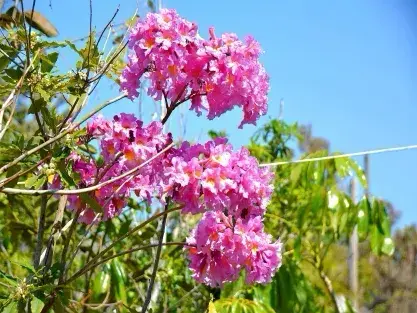 עצי נוי במבצע לטו בשבט, פריחה ורודה של טבבויה איפה