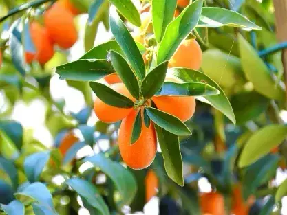 שיחי מאכל ועצי פרי. פירות קומקווט. מבצע לטו בשבט