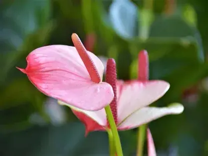 צמחים פורחים לבית ולמשרד