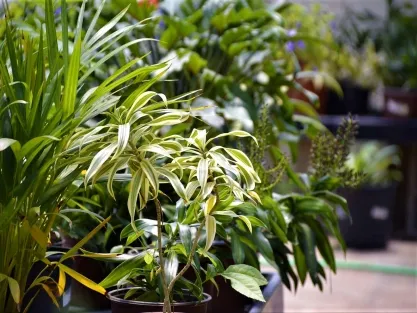 צמחי עלווה לבית ולמשרד