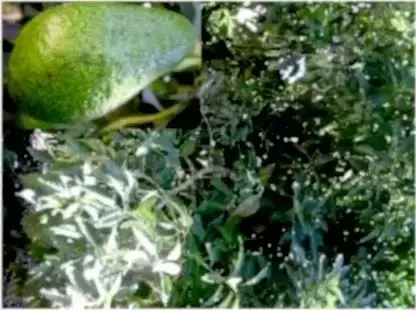 אבוקדו עלווה ופרי