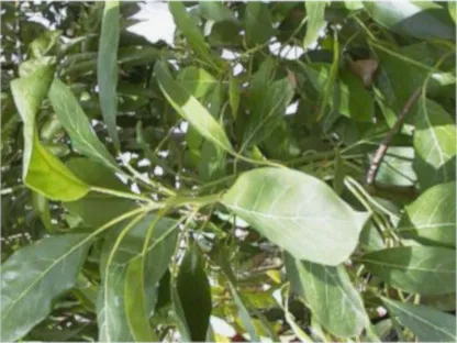 אבוקדו  אמריקני 'הס'