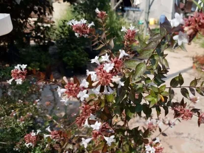 אבליה גדולת-פרחים