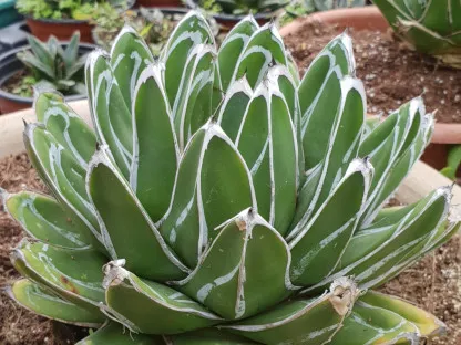 אגבה המלכה-ויקטוריה