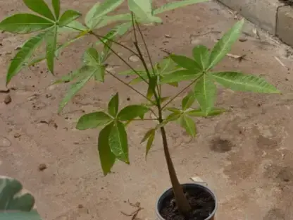 אגוז מלבר צעיר, בומבקס חלק