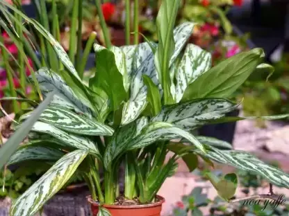 אגלונמה סילבר קווין