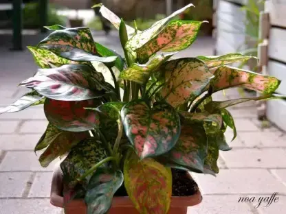 אגלונמה ססגונית