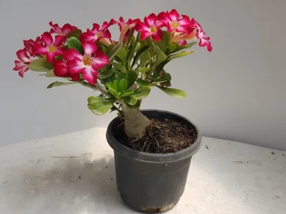 אדניון נפוח