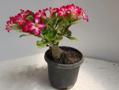 אדניון נפוח