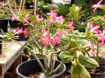 אדניון נפוח בדלי של 25 ליטר