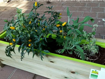 פלפל חריף ומרווה רפואית באדנית עץ