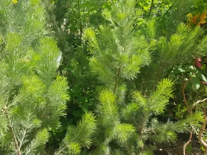 אדננתוס משייני