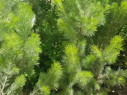 אדננתוס משיני