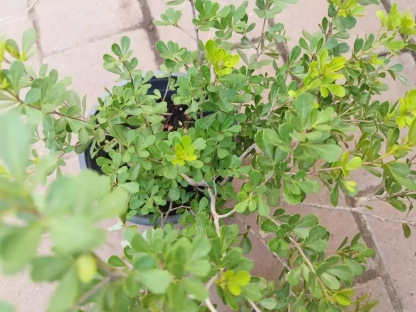 אוג חרוק במיכל בקוטר בסנטימטרים: 24 - 26