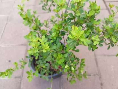 אוג מוקרנטה