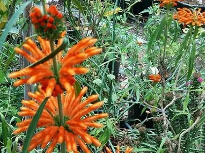 אוזן-ארי אפריקנית