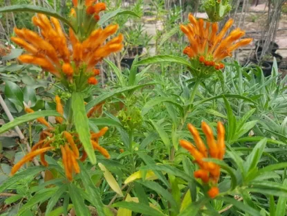 אוזן-ארי אפריקנית