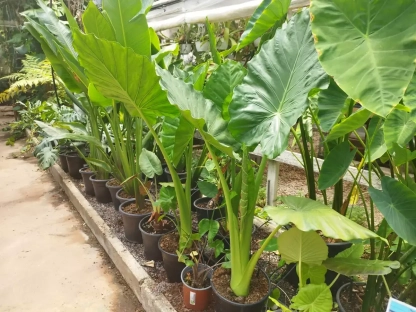 אלוכסיה גדולה (אוזן פיל)