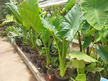 אוזן פיל גדולה וירוקה – אלוכסיה מרשימה לגינה ולבית