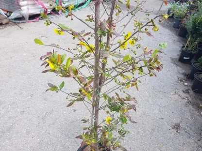 אוכנה סרולטה