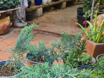 ערער וירג'יני 'גרי-אול'