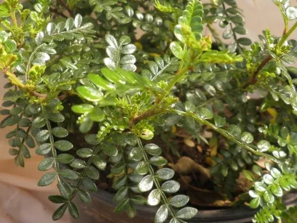 אוסטאומלס (פלפלון סיני)