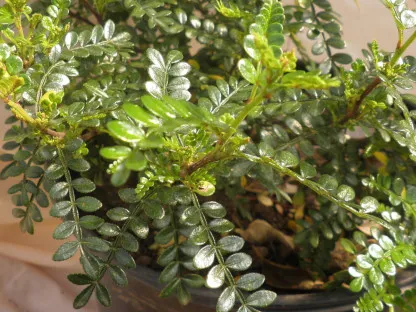 אוסטאומלס (פלפלון סיני)