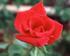 ורד (כלאי תה) 'קאוקלהומה' 04