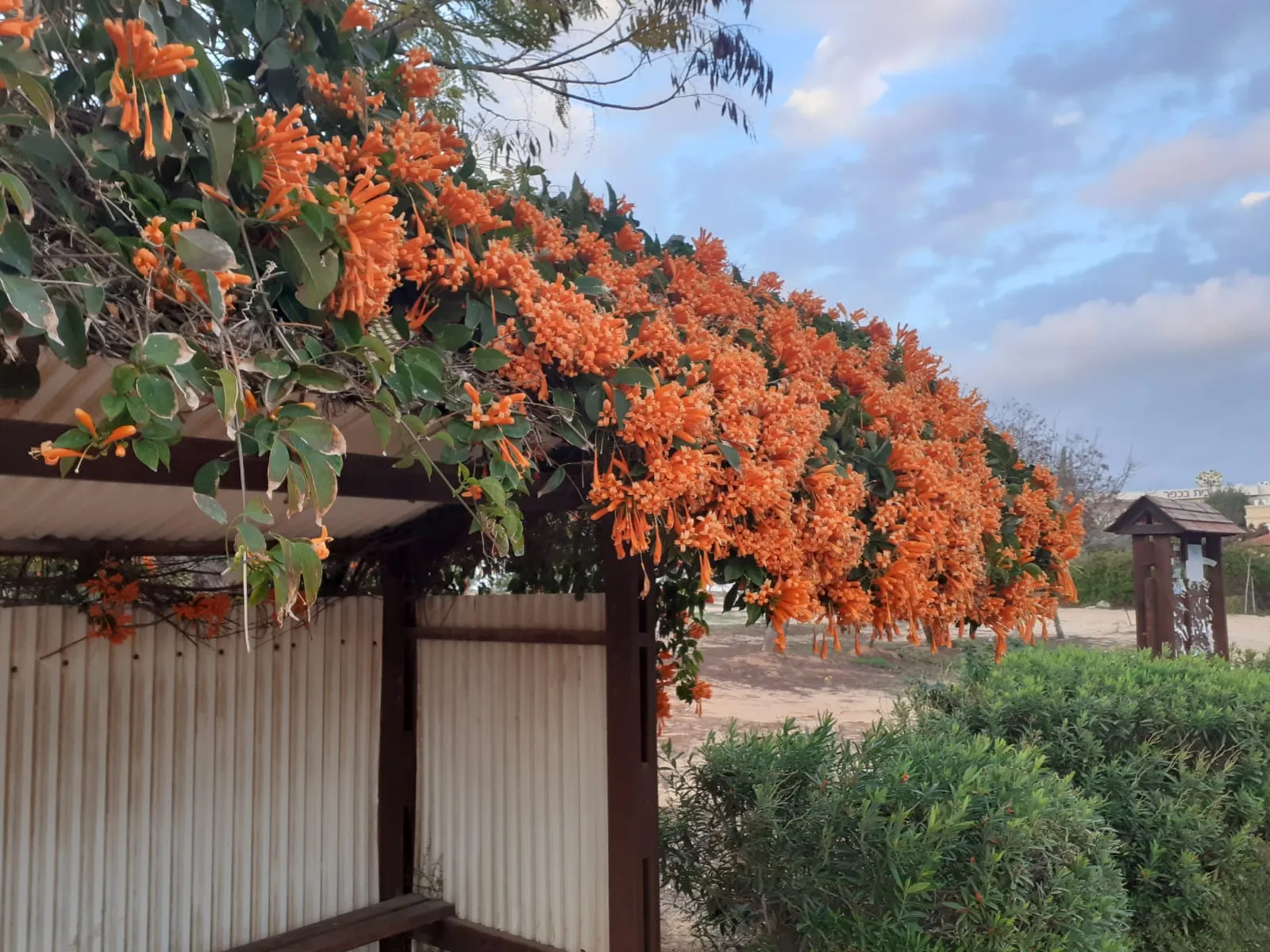 אורנית לוהבת