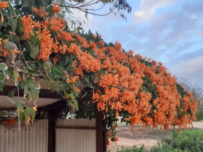 אורנית לוהבת