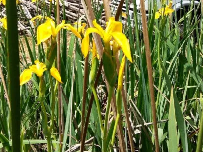 אירוס ענף פורח בצהוב