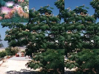 פריחה ורודה ועלווה של אלביציה ורודה