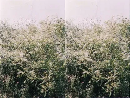 אלה ארץ ישראלית