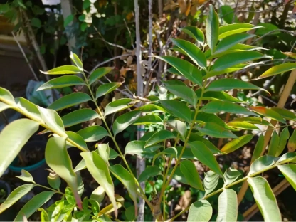 אלה ארץ ישראלית