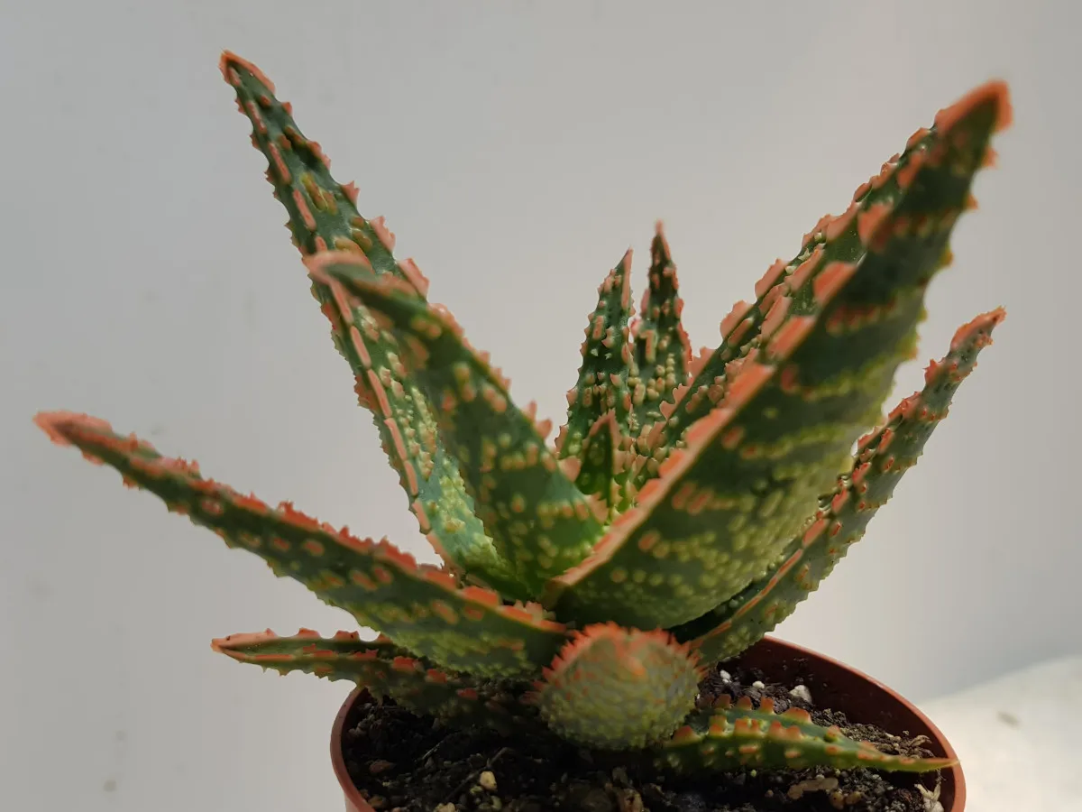 אלוי ויטרו סוקולנט