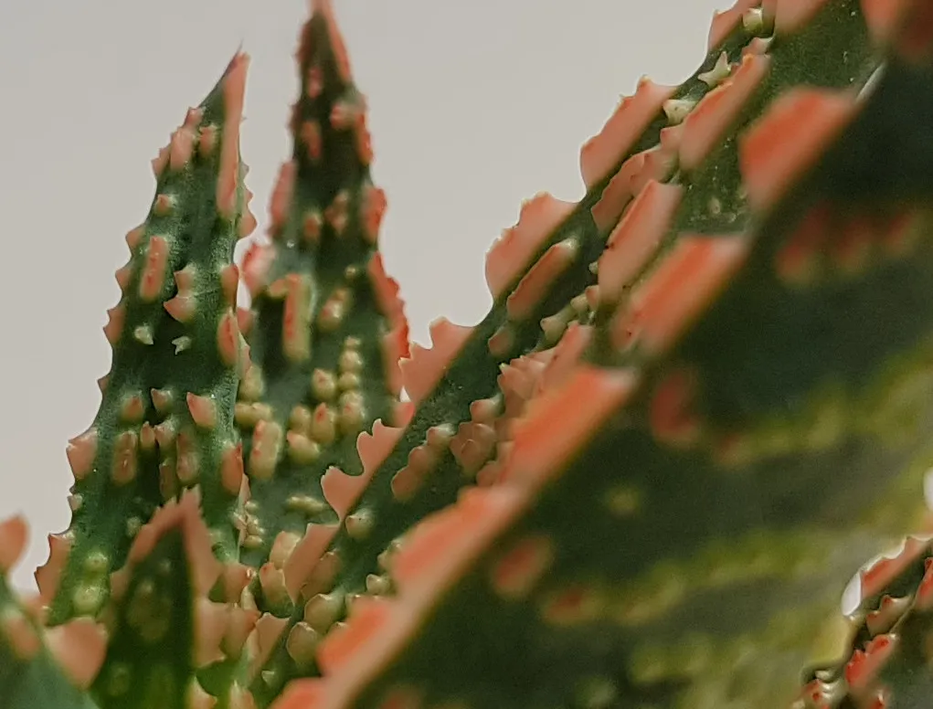 אלוי ויטרו סוקולנט זום אין