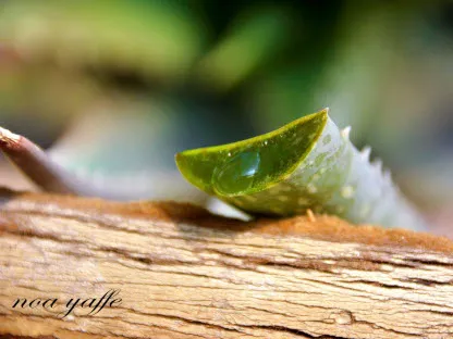 פרי, ירק, תבלין ומרפא