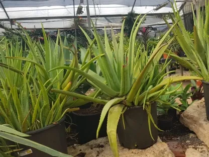 אלוי אמתי 25 ליטר צמח אם