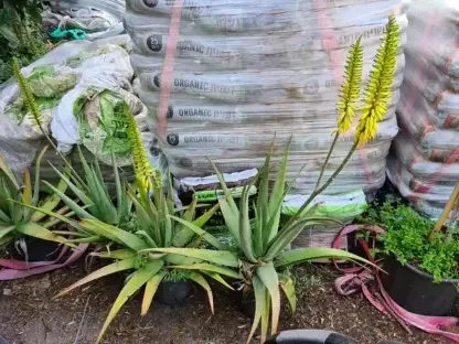 אלוי אמתי (רפואי)  פורח בתפרחת צהובה אופיינית ALOE VERA