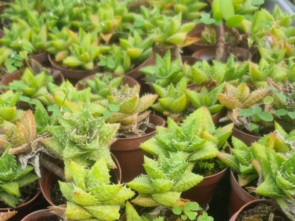 אלוי יובנה שיניי טיגריס