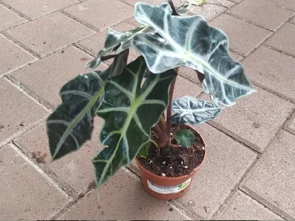 אלוכסיה אמזוניקה