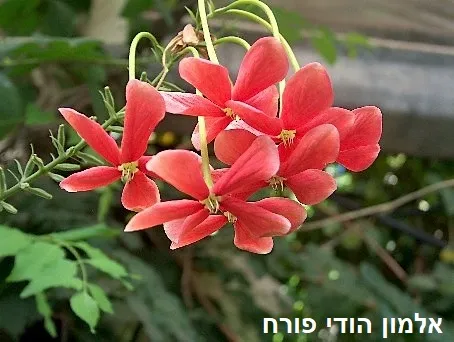 אלמון הודי פורח