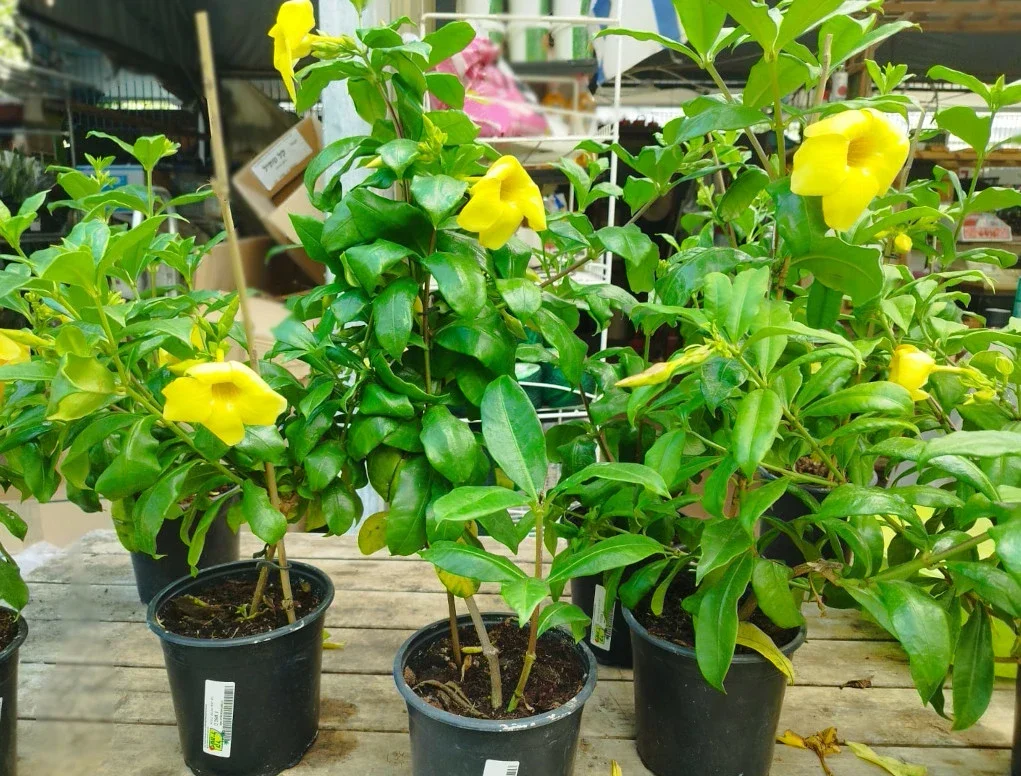 אלמנדה קתרטית צהובה