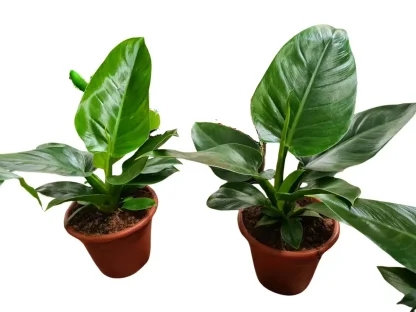 פילודנדרון אימפרייל ירוק