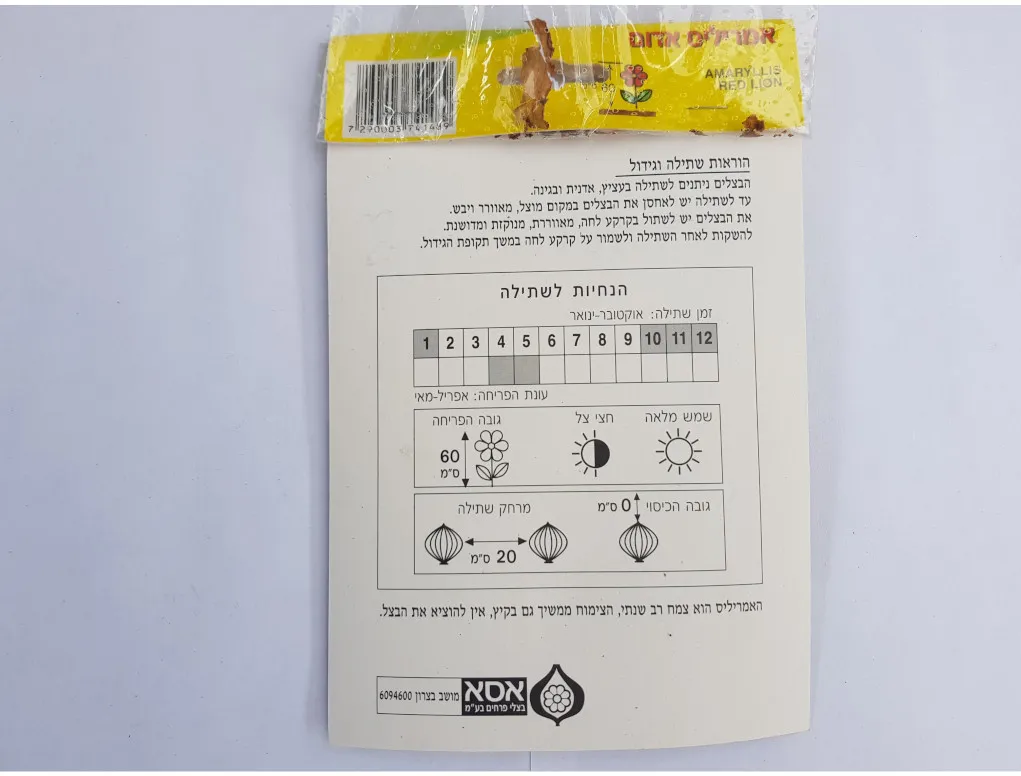 פקעות אמריליס אדום