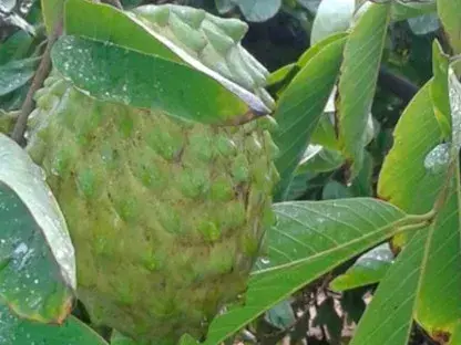 פרי האנונה על עץ בקרבת המשתלה